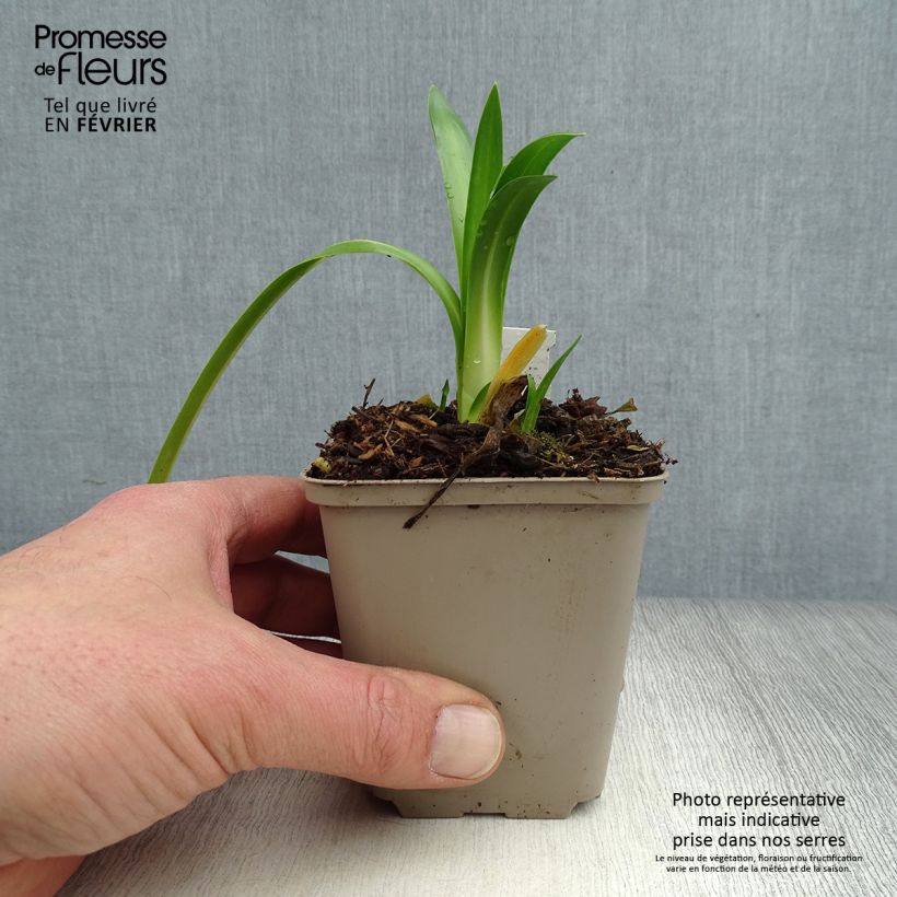 Agapanthus Ever Sapphire Vasetto da 8/9 cm esemplare consegnato in inverno