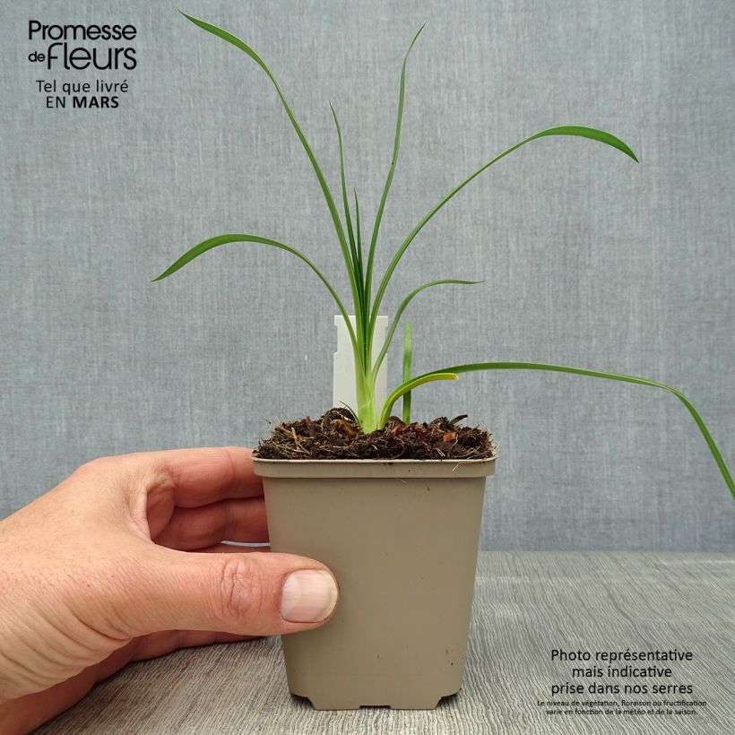 Agapanthus Ever Sapphire Vasetto da 8/9 cm esemplare consegnato in primavera