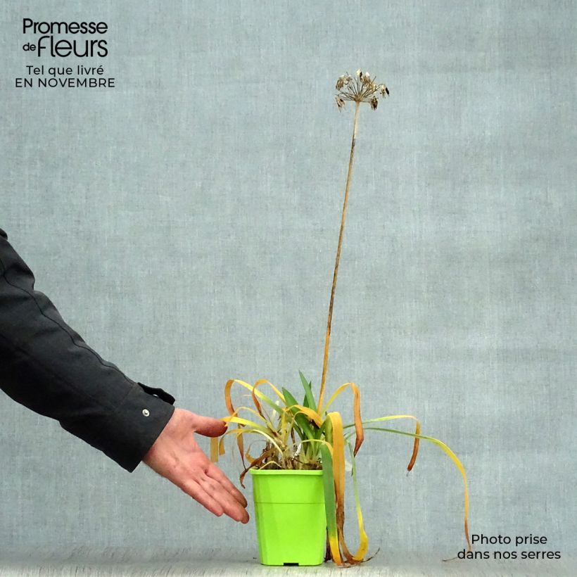 Esemplare di Agapanthus Ever Sapphire Vaso da 1,5L/2L come consegnato in autunno