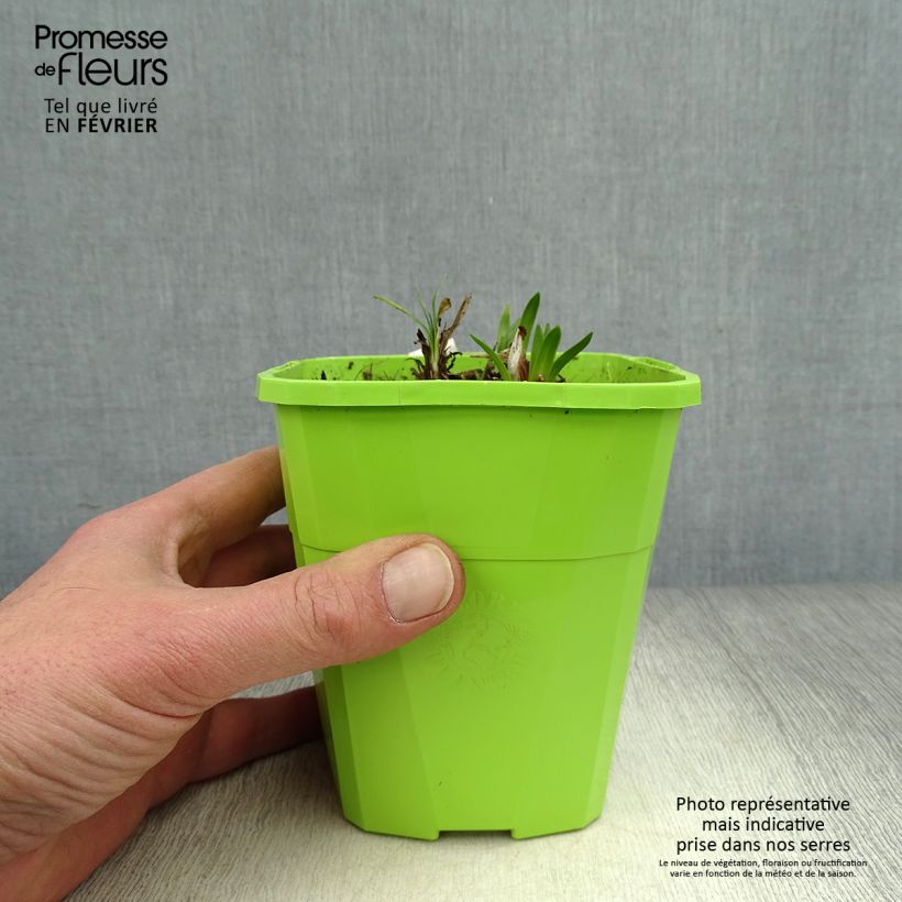 Agapanthus Ever Sapphire Vaso da 1,5L/2L esemplare consegnato in inverno