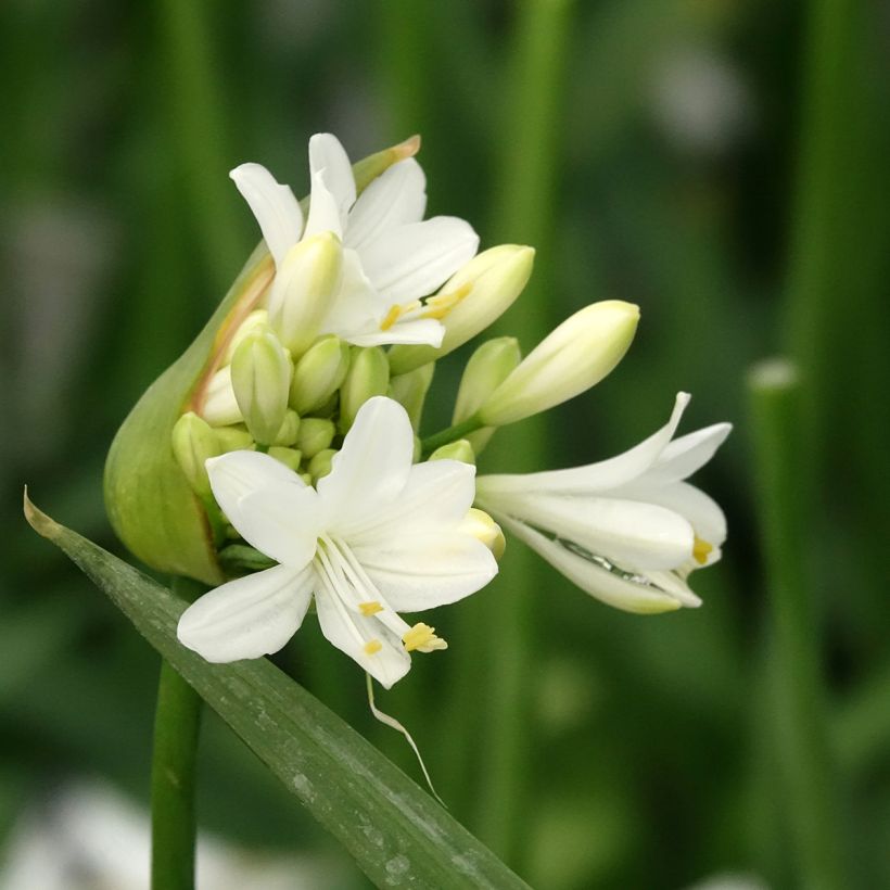 Agapanthus Ever White (Fioritura)