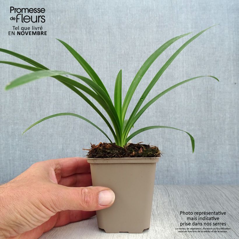 Esemplare di Agapanthus Ever White Vasetto da 8/9 cm come consegnato in autunno
