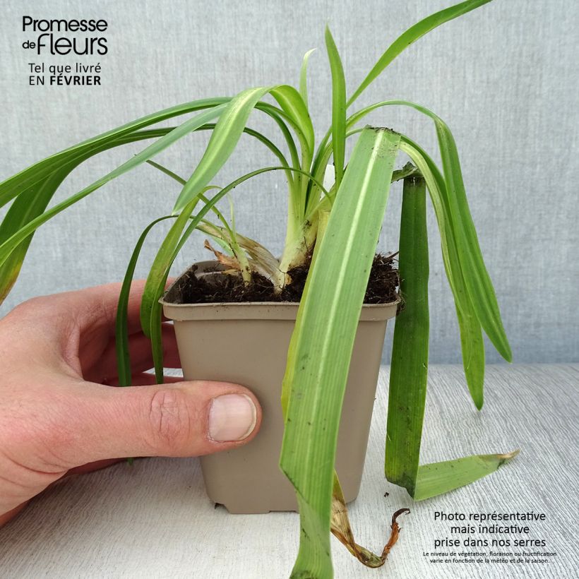 Agapanthus Ever White Vasetto da 8/9 cm esemplare consegnato in inverno