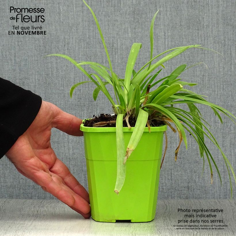 Esemplare di Agapanthus Ever White Vaso da 1L/1,5L come consegnato in autunno