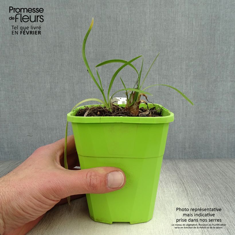 Agapanthus Ever White Vaso da 1L/1,5L esemplare consegnato in inverno