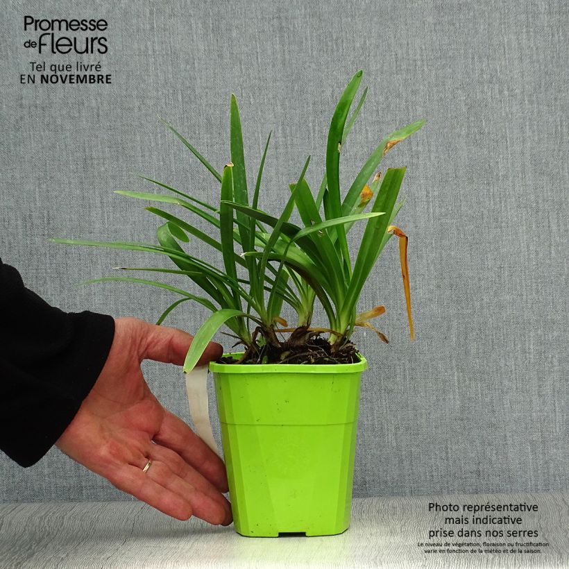 Esemplare di Agapanthus Fireworks Vaso da 1L/1,5L come consegnato in autunno
