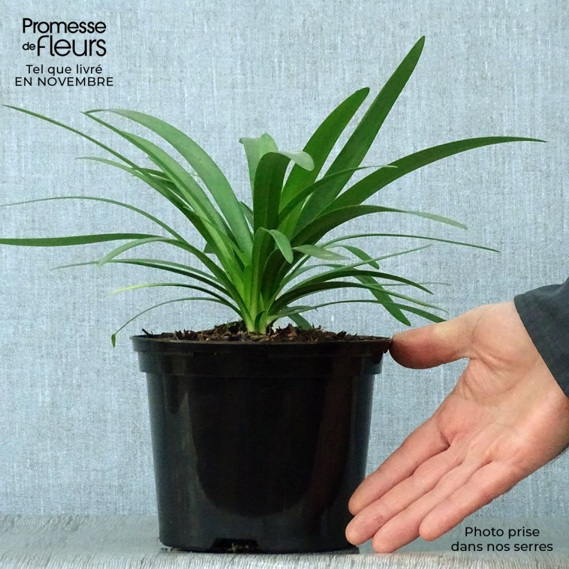 Esemplare di Agapanthus Fireworks Vaso da 2L/3L come consegnato in autunno