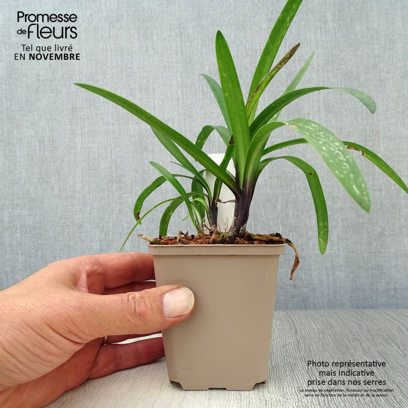 Esemplare di Agapanthus Poppin’ Purple Vasetto da 8/9 cm come consegnato in autunno