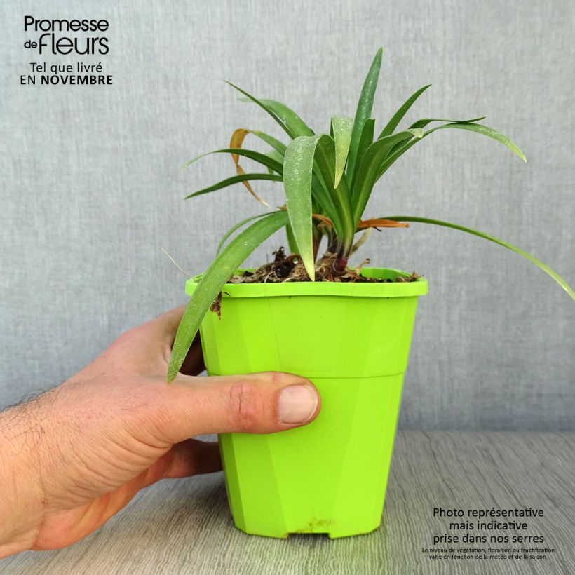 Esemplare di Agapanthus Poppin’ Purple Vaso da 1,5L/2L come consegnato in autunno