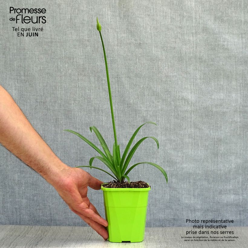 Esemplare di Agapanthus Poppin’ Star Vaso da 3L/4L consegnato in estate
