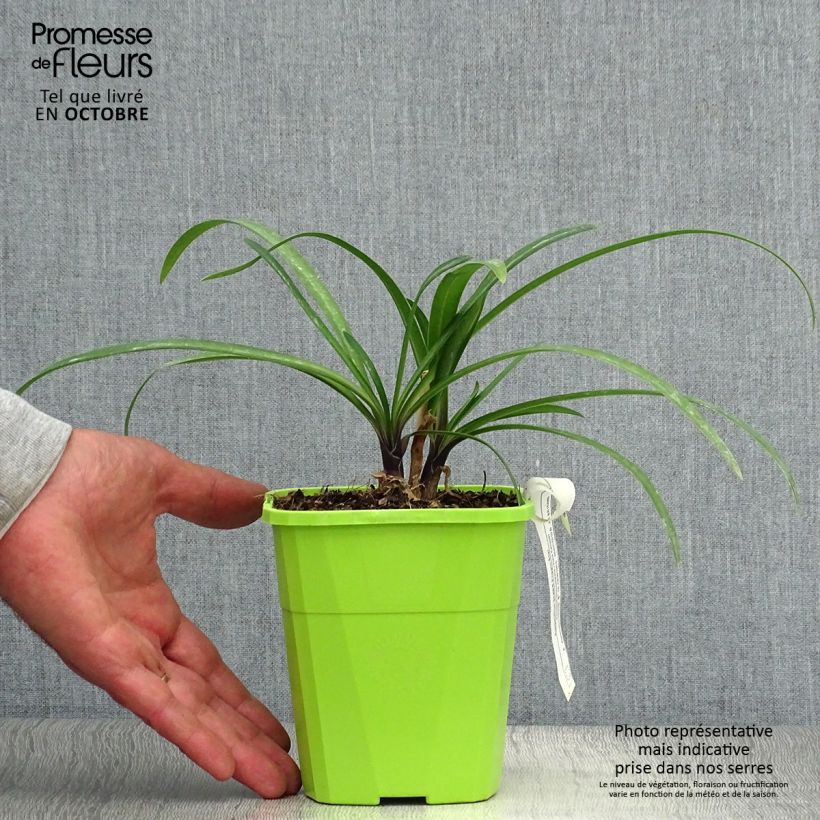 Esemplare di Agapanthus Poppin’ Star Vaso da 3L/4L come consegnato in autunno
