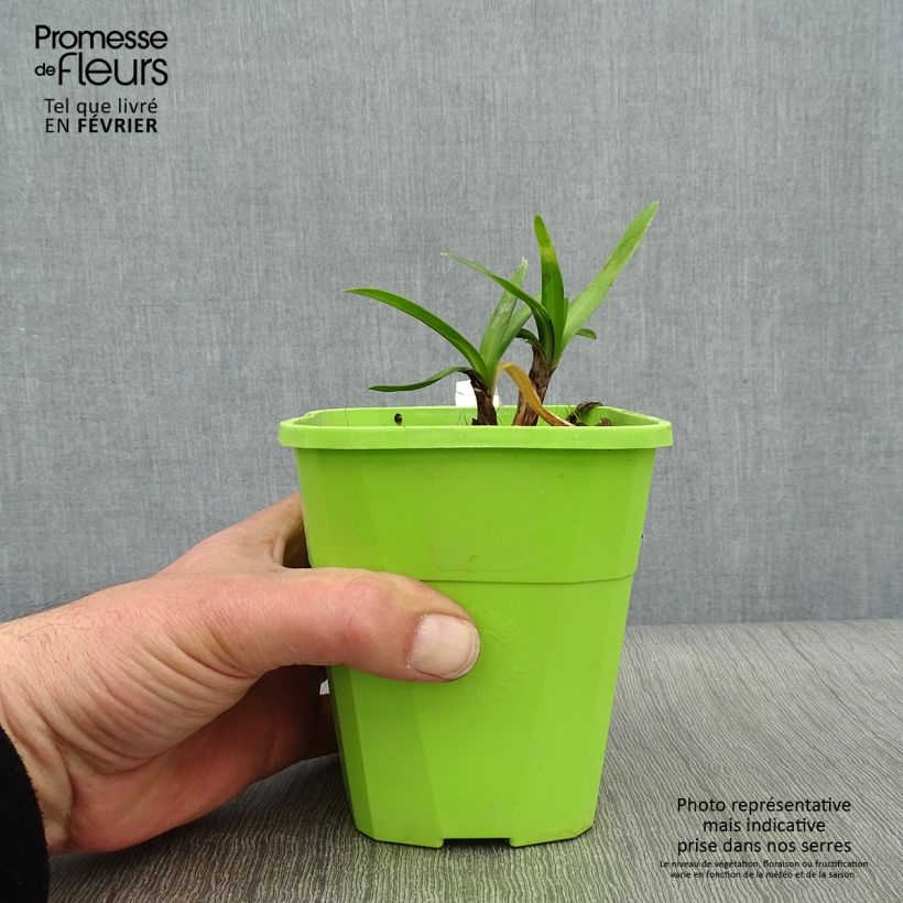 Agapanthus Poppin’ Star Vaso da 3L/4L esemplare consegnato in inverno