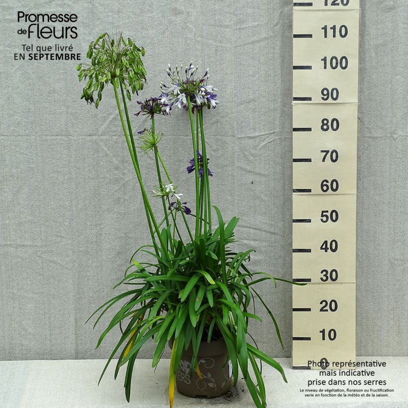 Esemplare di Agapanthus Three Sisters Mix Vaso da 6L/7L come consegnato in autunno