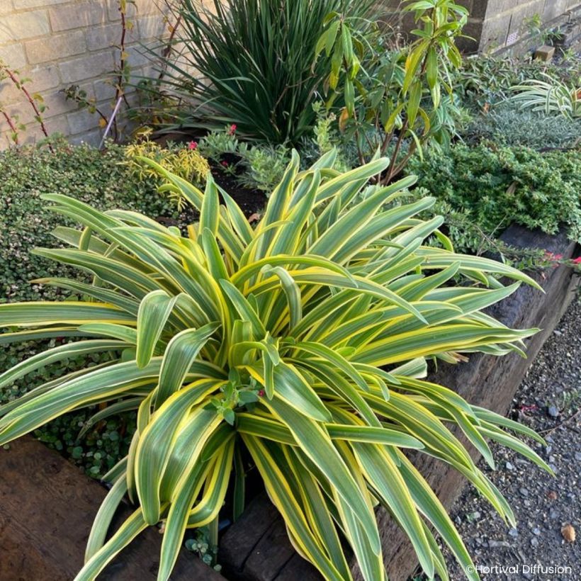 Agapanthus praecox Zambezi (Porto)