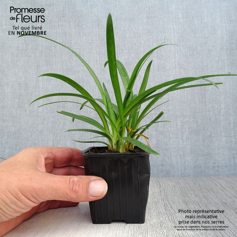 Esemplare di Agapanthus umbellatus Vasetto da 7/8 cm come consegnato in autunno