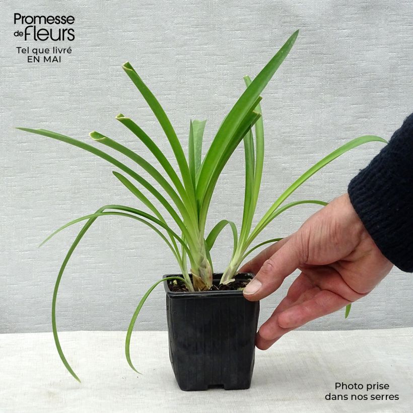 Agapanthus umbellatus Vasetto da 7/8 cm esemplare consegnato in primavera