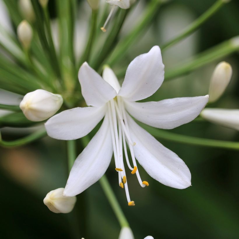 Agapanthus Arctic Star (Fioritura)
