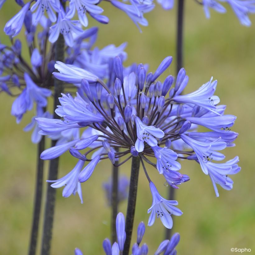 Agapanthus Graphite Blue (Fioritura)