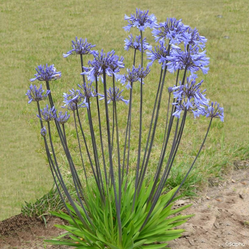 Agapanthus Graphite Blue (Porto)