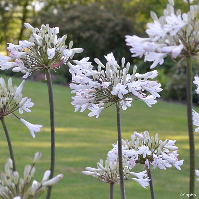 Agapanthus Graphite White (Fioritura)