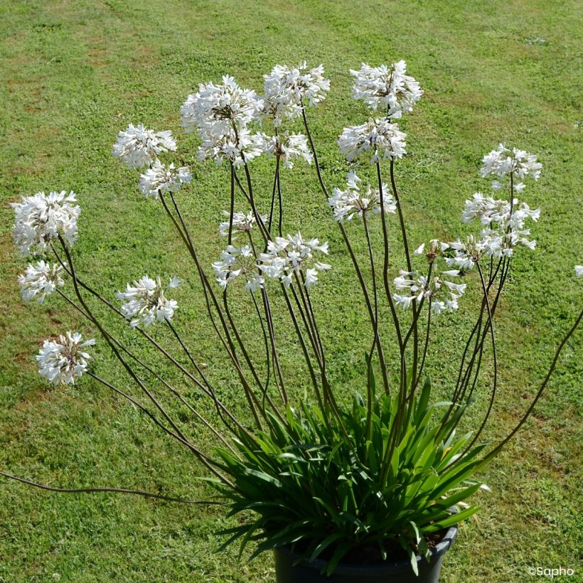 Agapanthus Graphite White (Porto)