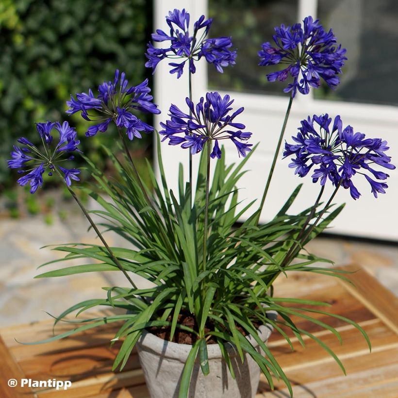Agapanthus Brilliant Blue (Porto)