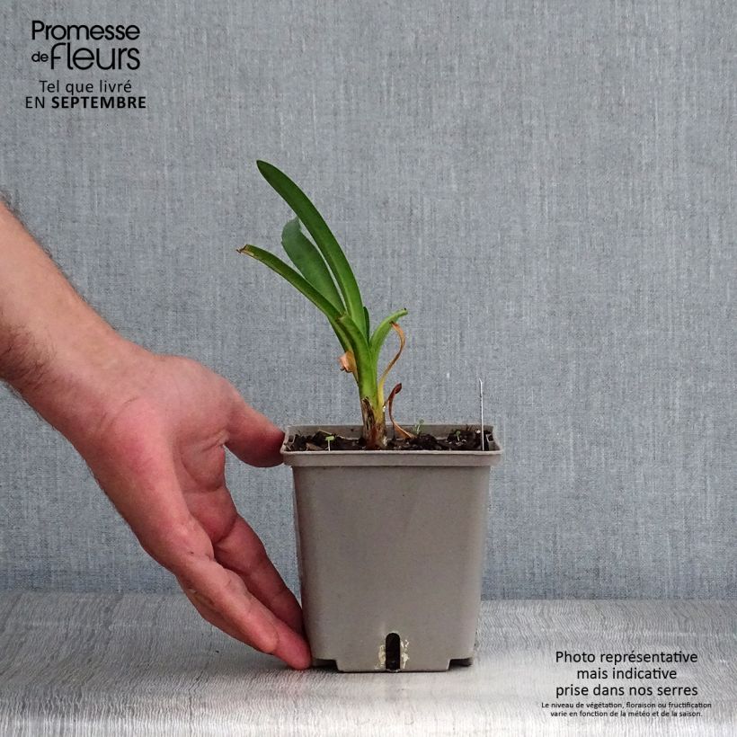 Esemplare di Agapanthus Royal Velvet Vaso da 1L/1,5L come consegnato in autunno