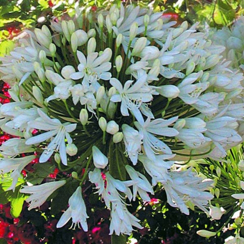 Agapanthus White Heaven (Fioritura)
