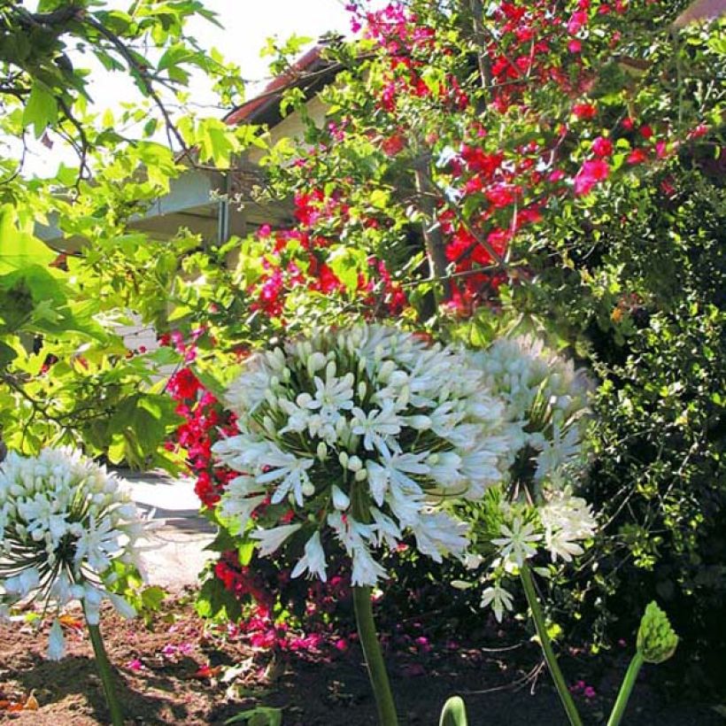 Agapanthus White Heaven (Porto)