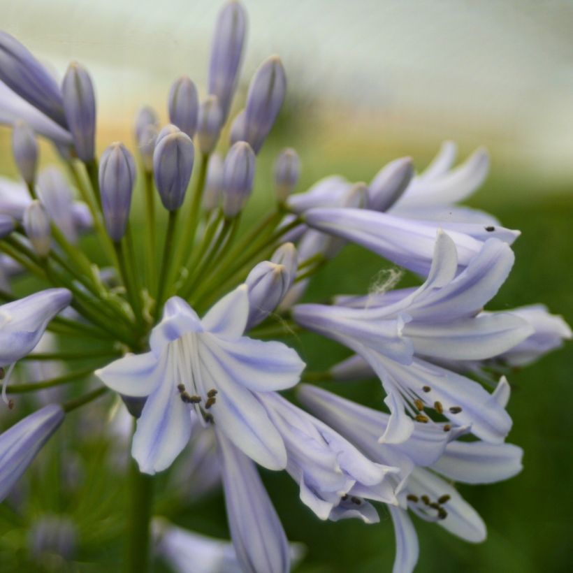 Agapanthus Blue Baby (Fioritura)