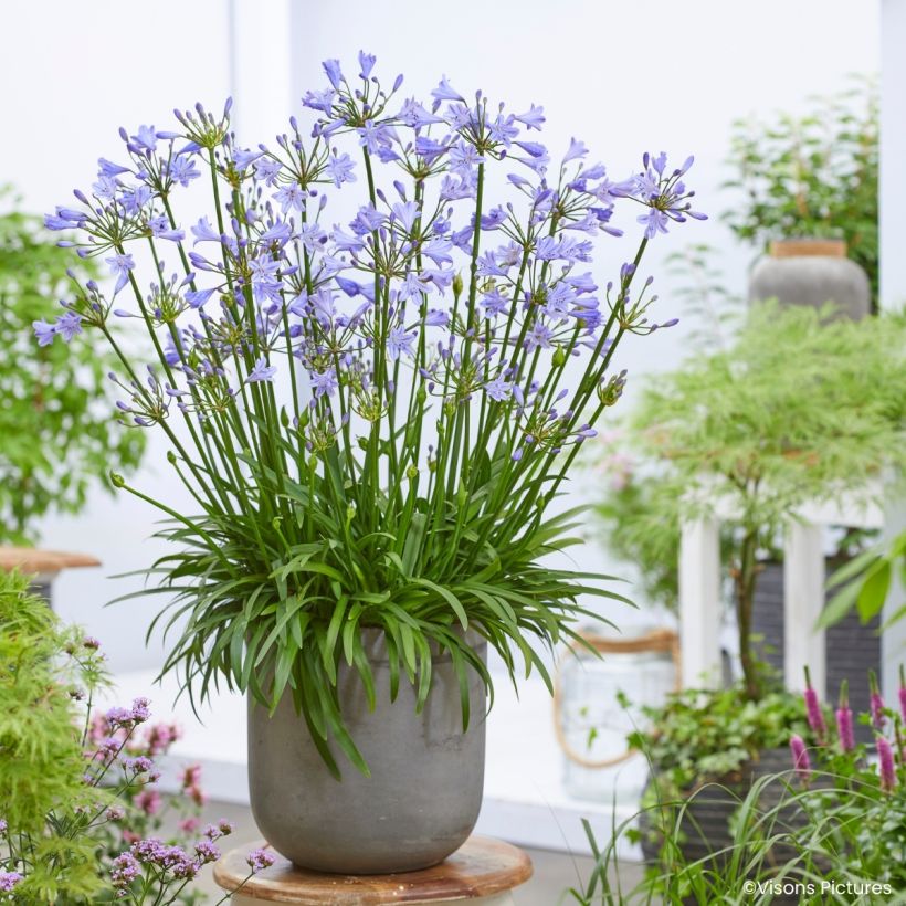 Agapanthus Blue Baby (Porto)