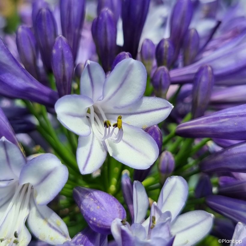 Agapanthus Everpanthus Midnight Moon (Fioritura)