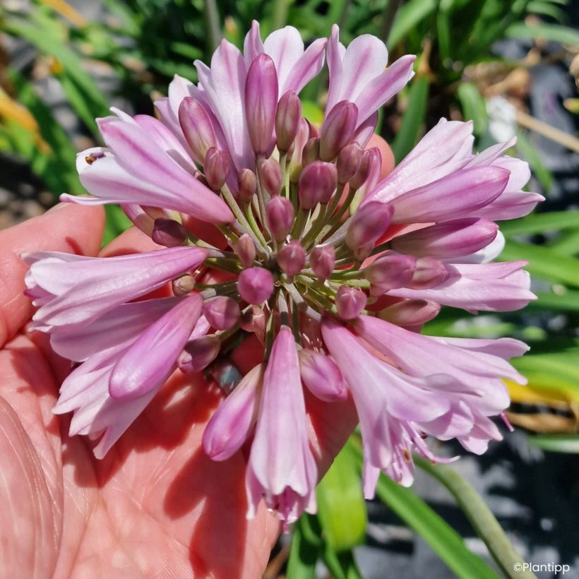 Agapanthus Poppin' Pink (Fioritura)