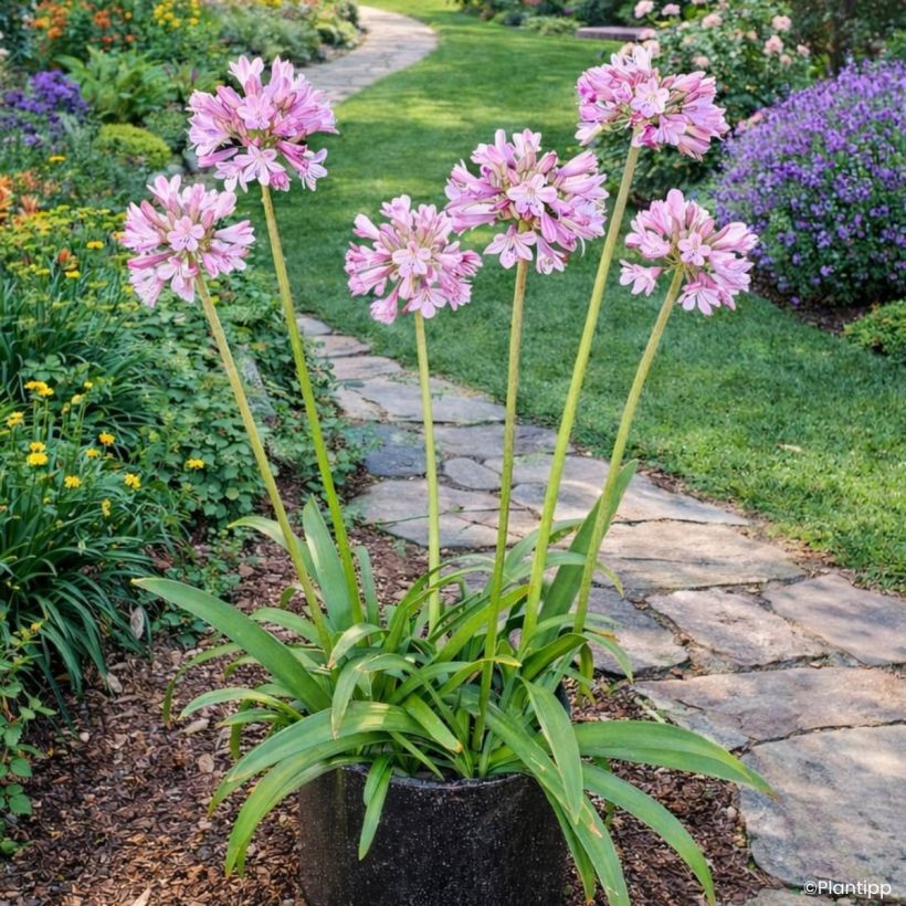 Agapanthus Poppin' Pink (Porto)
