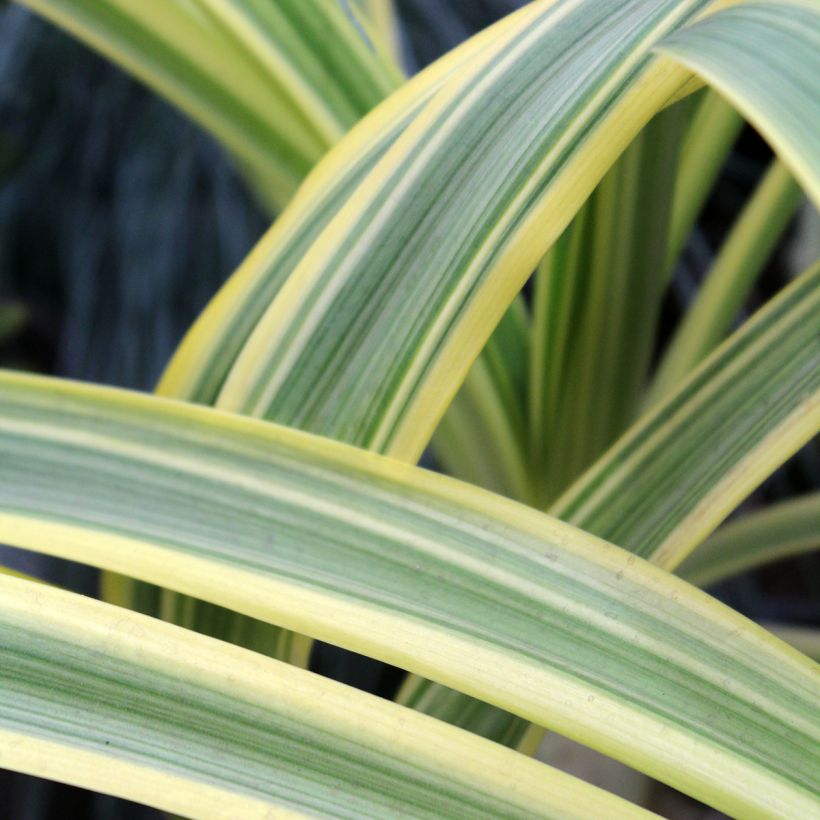 Agapanthus praecox Zambezi (Fogliame)