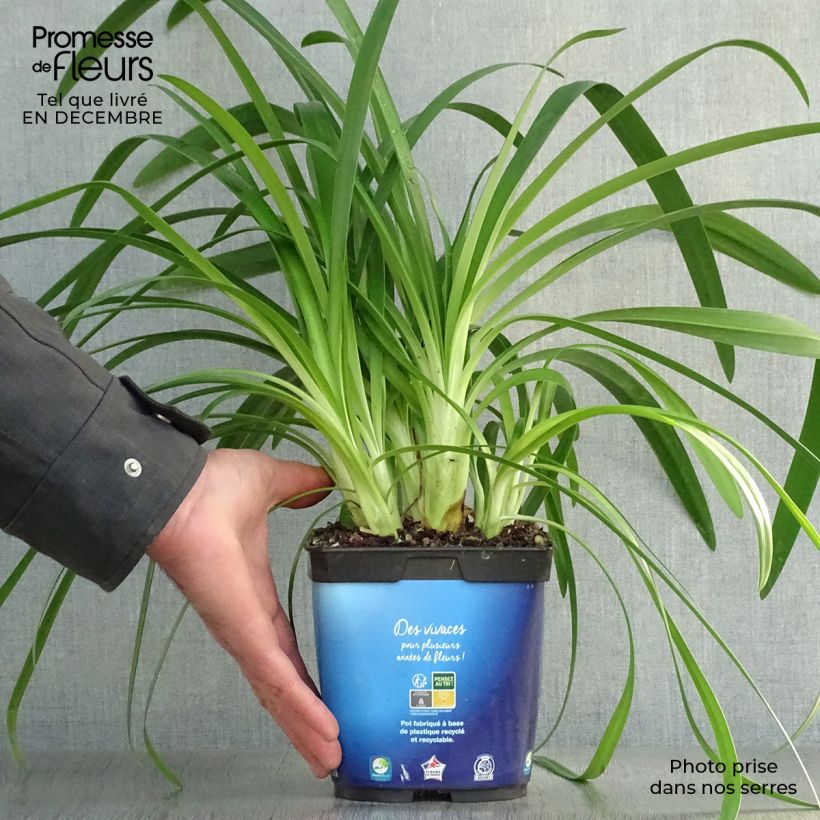 Agapanthus umbellatus Vaso da 2L/3L esemplare consegnato in inverno