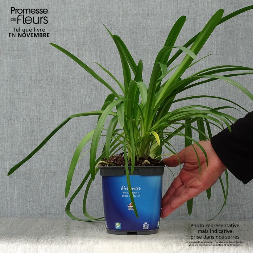 Esemplare di Agapanthus umbellatus Vaso da 2L/3L come consegnato in autunno