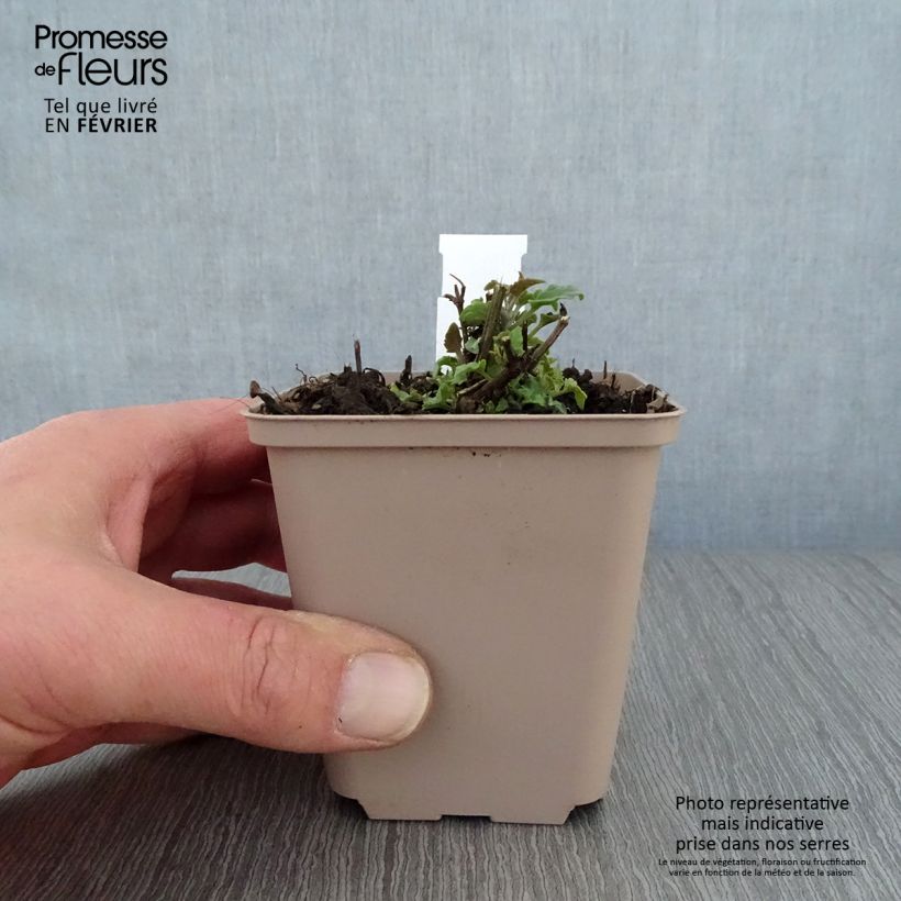 Agastache&#x20;barberi&#x20;Firebird&#x20;Vasetto&#x20;da&#x20;8&#x2F;9&#x20;cm&#x20;esemplare&#x20;consegnato&#x20;in&#x20;inverno