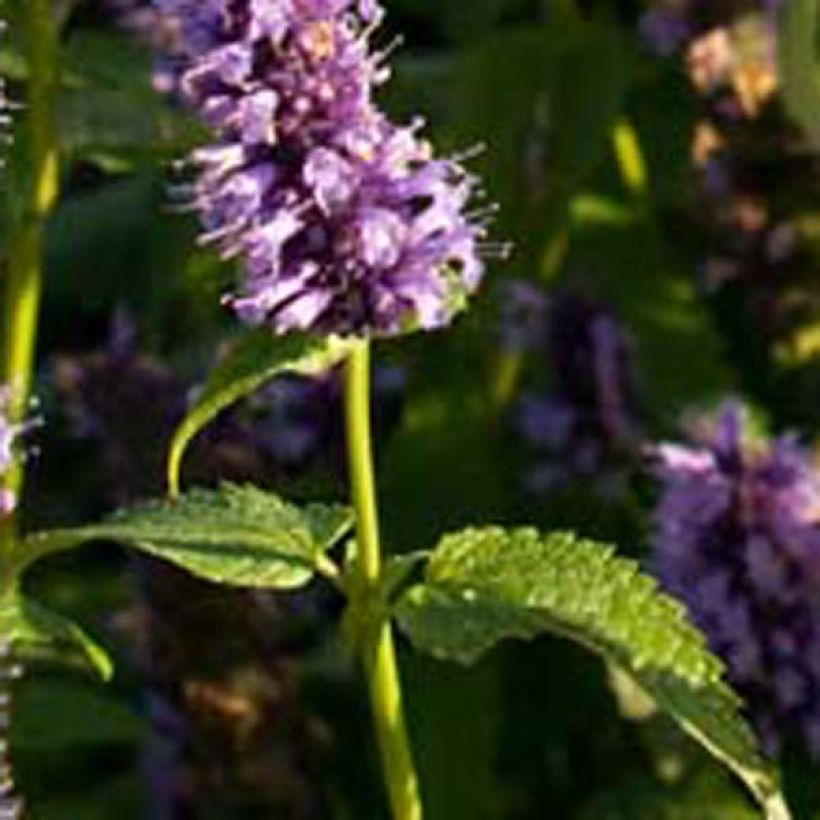 Agastache Black Adder (Fogliame)