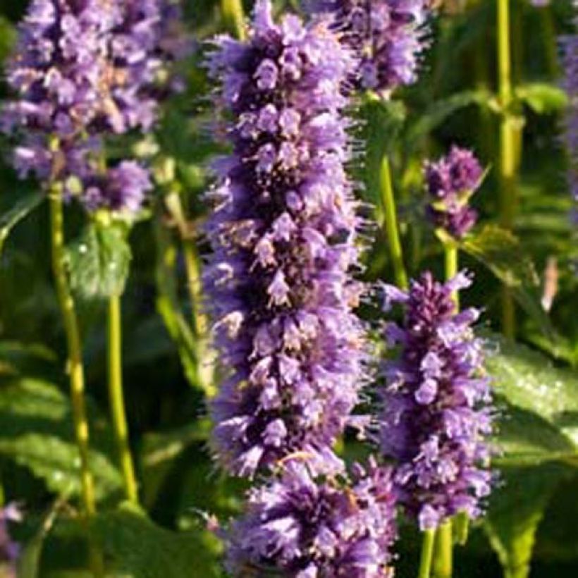 Agastache Black Adder (Fioritura)