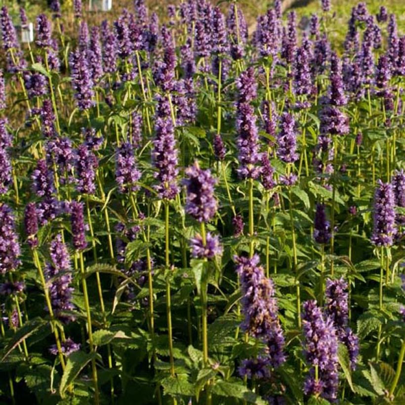 Agastache Black Adder (Porto)