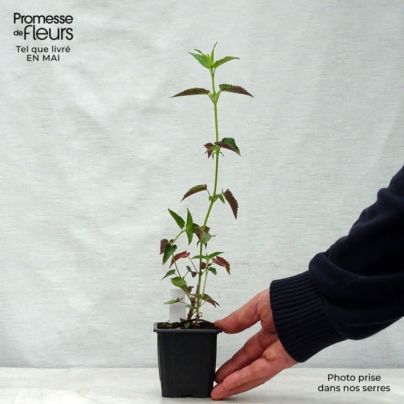 Agastache Black Adder Vasetto da 8/9 cm esemplare consegnato in primavera