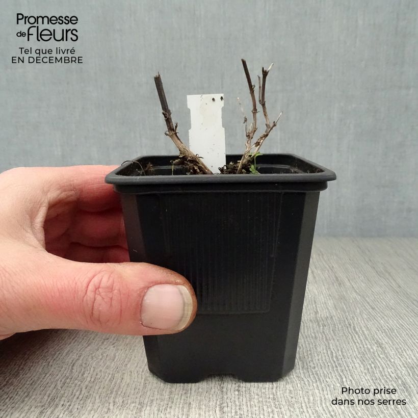 Agastache Black Adder Vasetto da 8/9 cm esemplare consegnato in inverno