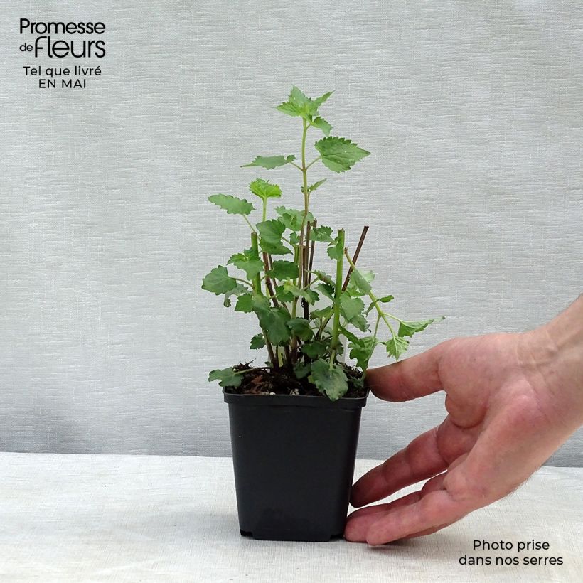 Agastache Blue Boa Vasetto da 8/9 cm esemplare consegnato in primavera