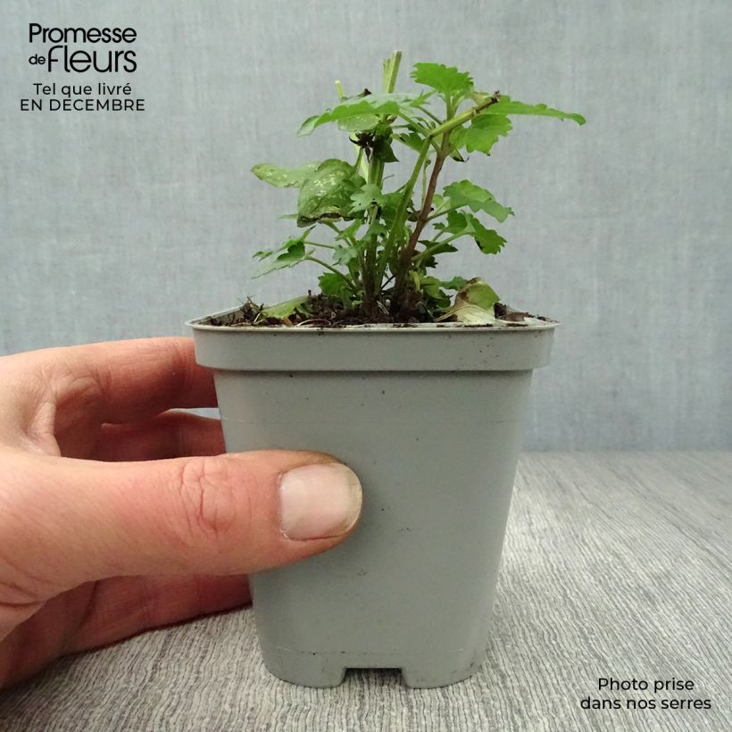 Agastache Blue Boa Vasetto da 8/9 cm esemplare consegnato in inverno