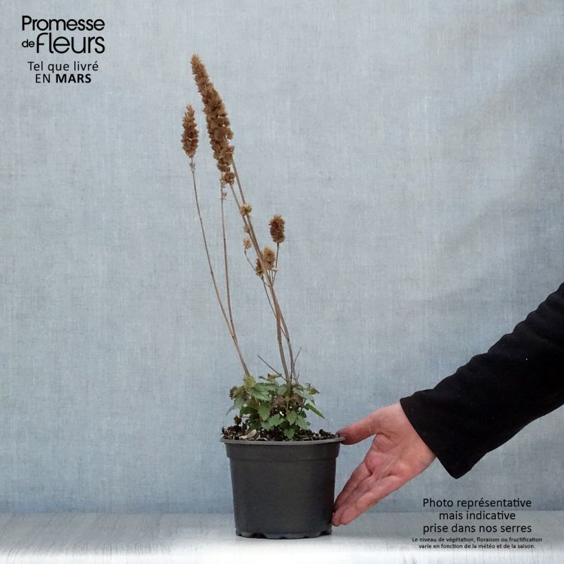 Agastache Blue Boa Vaso da 2L/3L esemplare consegnato in primavera