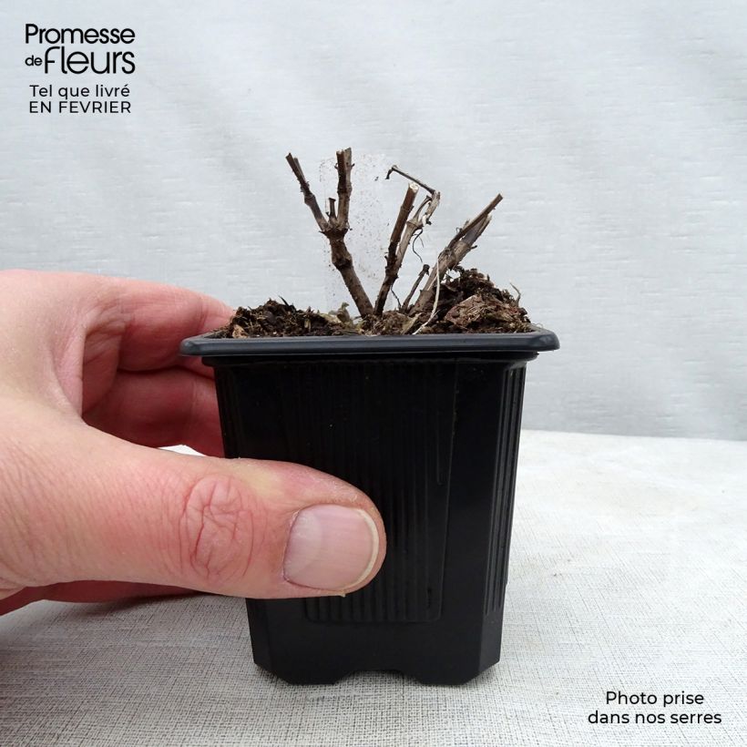 Agastache Blue Fortune Vasetto da 8/9 cm esemplare consegnato in inverno