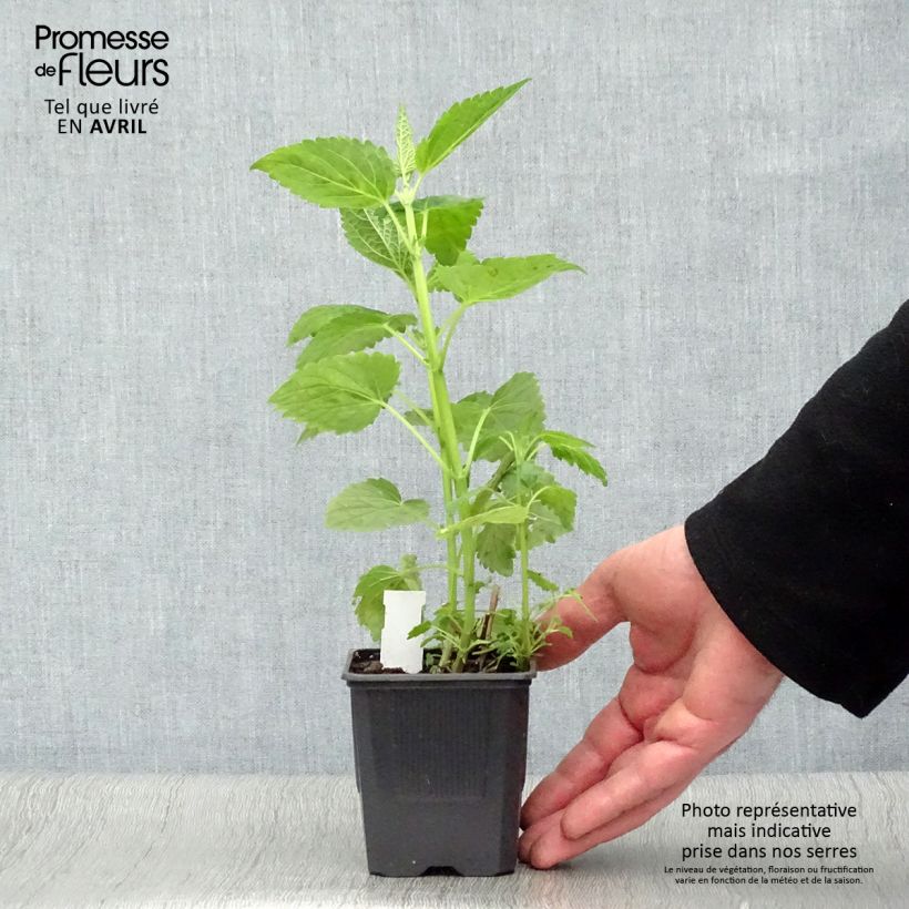 Agastache Blue Fortune Vasetto da 8/9 cm esemplare consegnato in primavera