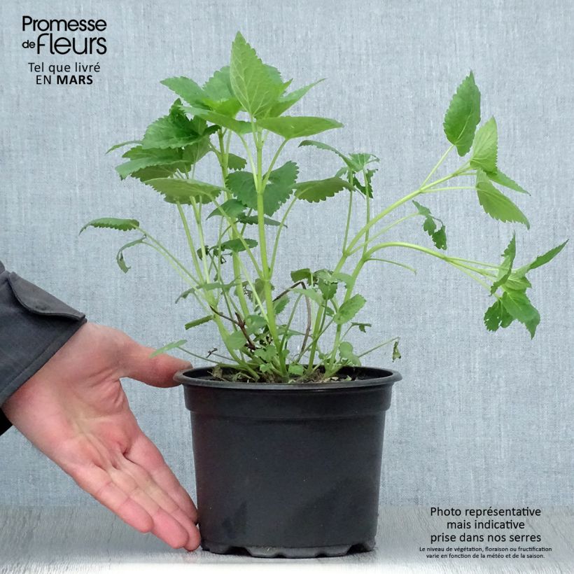 Agastache Blue Fortune Vaso da 2L/3L esemplare consegnato in primavera