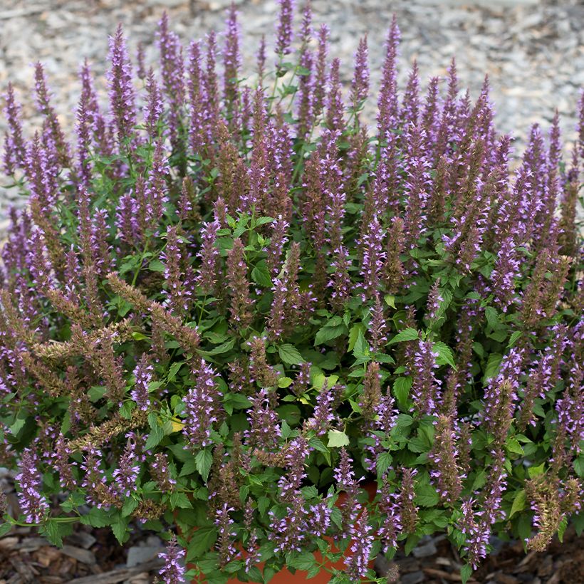 Agastache foeniculum Celestia - Anice menta (Fioritura)